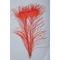 Silvergrey Peacock Plumes Red
