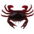Savage Gear Manic Crab jigi 5kpl Red & Balck