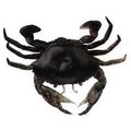 Savage Gear Manic Crab jigi 5kpl Blue