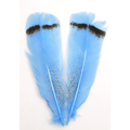 Silvergrey Turkey Royal Tip Tail Feathers Blue