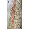 Buff Angler Collection Rainbow Trout