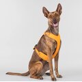 Paikka Visibility Harness for Dogs Orange