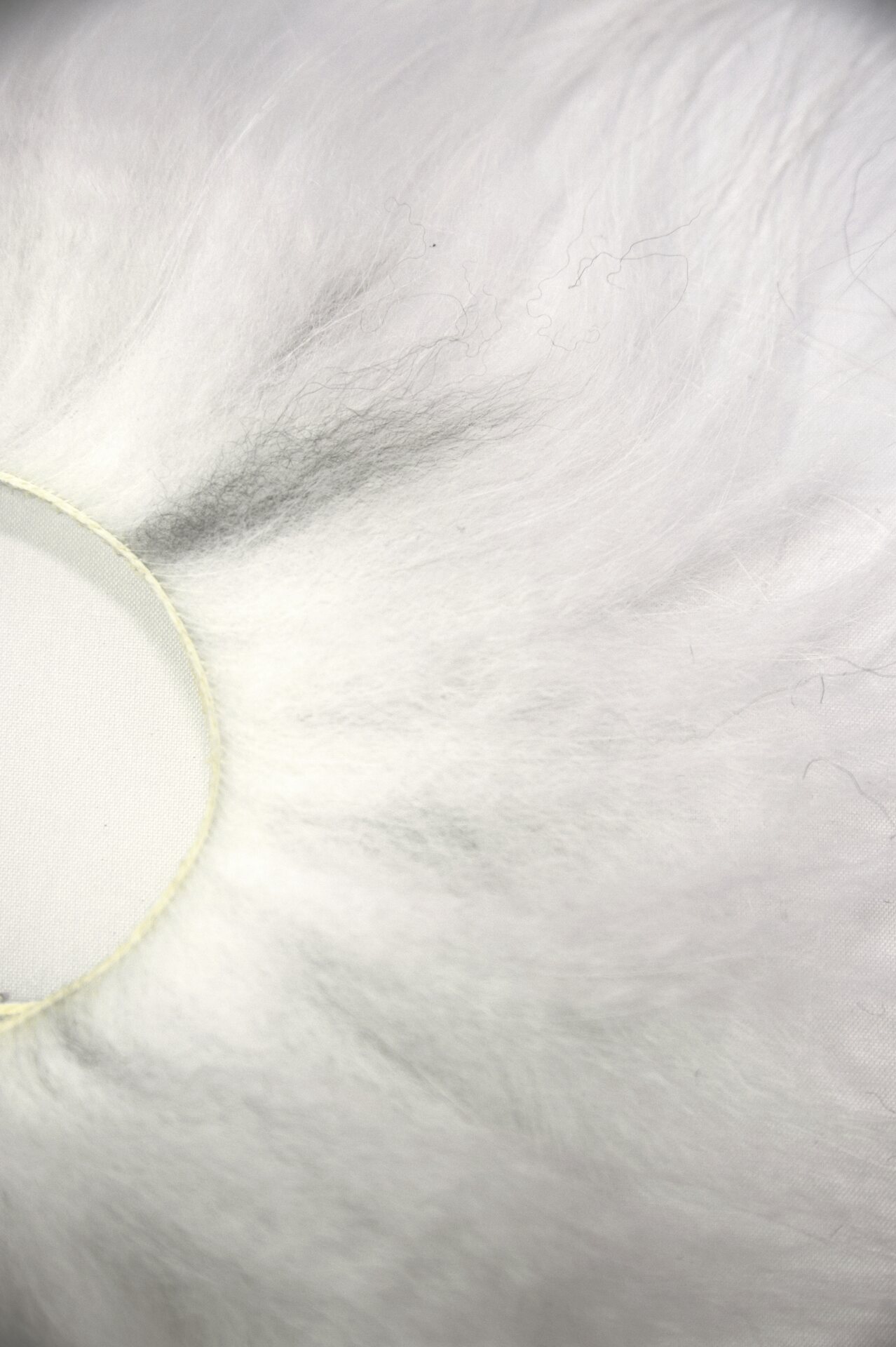 Supikoira Zonkeri Luonnonvalkoinen