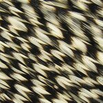 Whiting Hebert Miner Wet Fly Hen Cape Grizzly