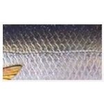 Savage Gear Roach Jerkster 14,5cm/66g 01 - Roach