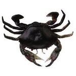 Savage Gear Manic crab jig 5pcs Blue