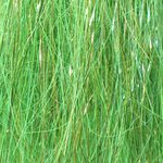 Frödinflies SSS Angel Hair HD Hot Greenlander Green