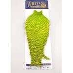 Whiting American Rooster Hackle Rooster Cape Grizzly Green Chartreuse