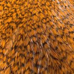 Whiting American Rooster Hackle Rooster Cape Grizzly Brown