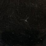 Veniard Hylkeenkarvaa Black