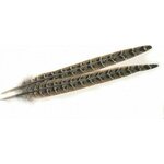 Veniard Pheasant Hen Ringneck Centre Tails Natural