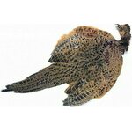 Veniard Pheasant Hen Ringneck Complete Skin Natural