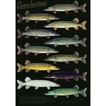 Sakke Yrjölä Hauen variaatiot (Hauki Esox lucius) -juliste, 50 x 70 cm Esox lucius (2023)