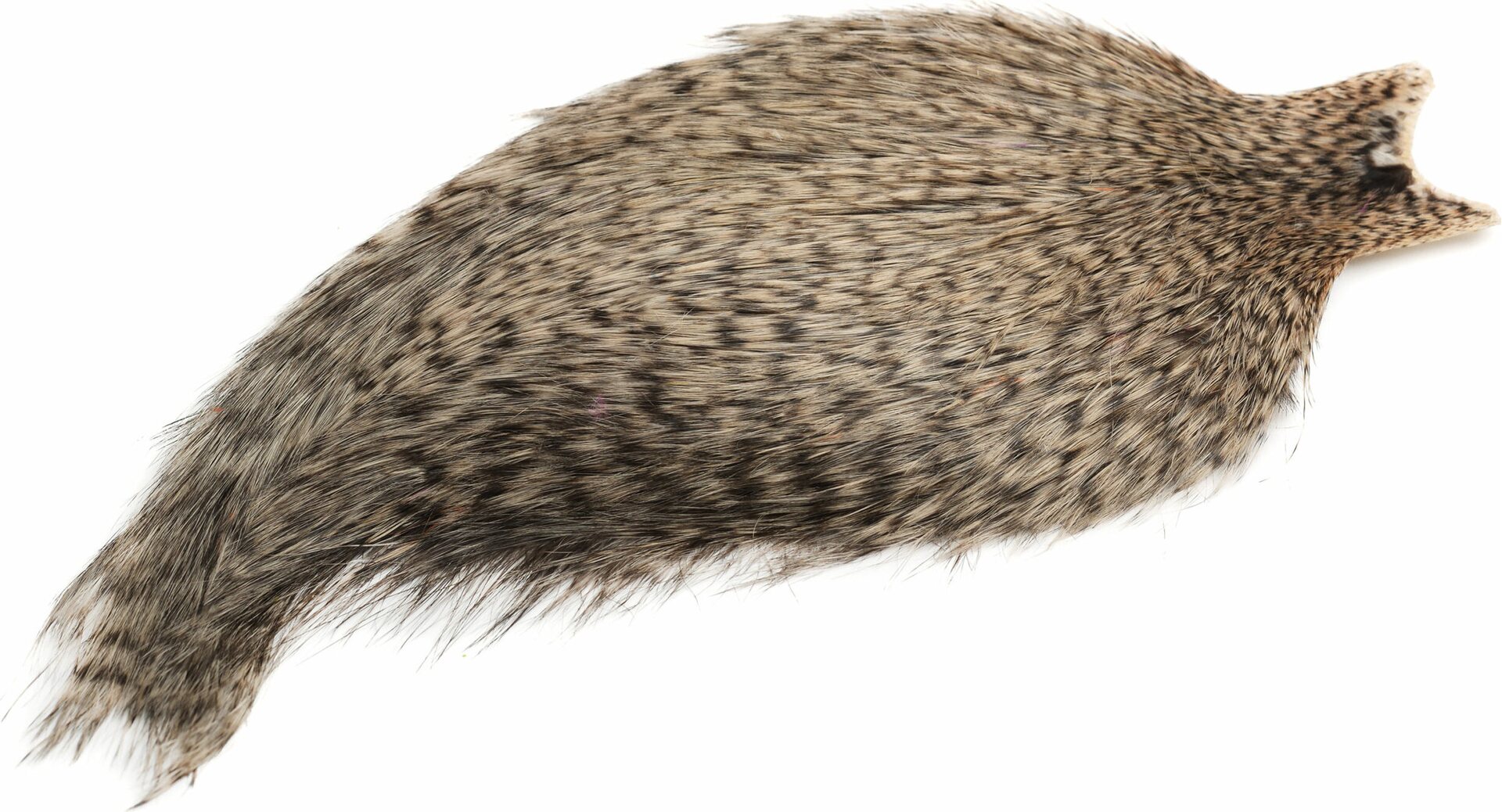 Whiting Spey Hackle Cape Bronze Grizzly Dyed Tan