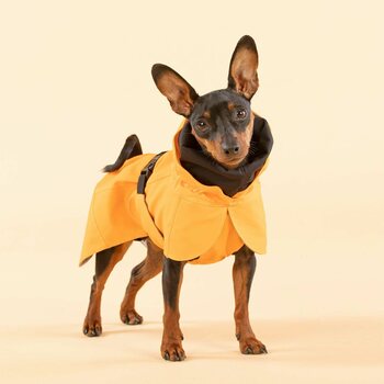 Paikka Recovery Raincoat for Dogs, Orange, 50