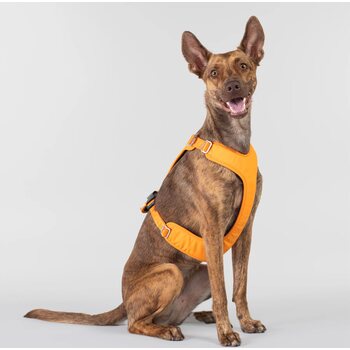 Paikka Visibility Harness for Dogs, Orange, S