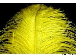 FutureFly Giant Ostrich Yellow