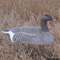 Hot Buy Metsähanhi, koottava Vartioiva