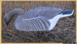 Hot Buy Metsähanhi, koottava Ruokaileva