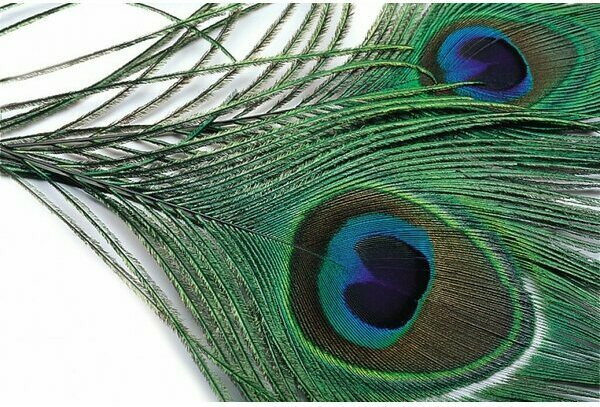 Veniard Peacock eye top Natural
