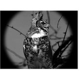 ATN Night Scout VX-WPT, Night vision Binocular