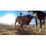 GoPro Fetch (Dog Harness)