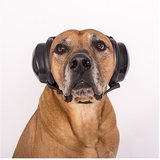 MuttMuffs Ear protection for dog