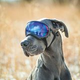 Rex Specs Dog Goggle - Coyote Tan