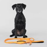 Paikka Visibility Leash for Dogs
