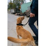 Non-stop Dogwear Security Strap WD