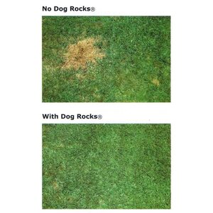 Dog Rocks -