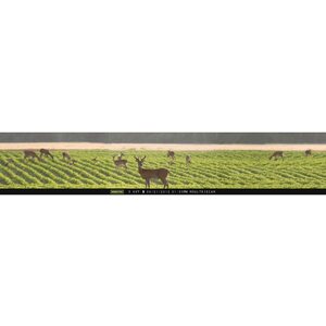 Moultrie Panoramic 150 8 Mp