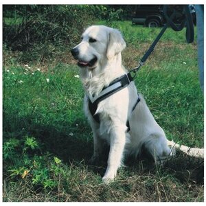 Allsafe Safety Harness