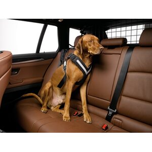 Allsafe Safety Harness