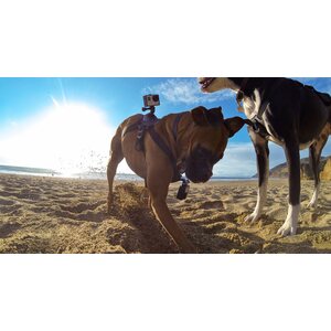 GoPro Fetch (Dog Harness)