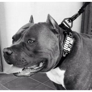 US Palm CWL Standard Collar