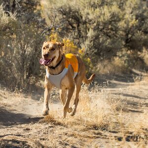 Ruffwear Jet Stream