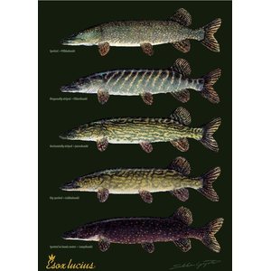 Sakke Yrjölä Pike variations, A4 card