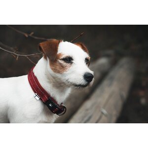 Hurtta Casual Collar