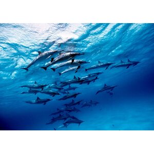 EW Dive Sukellussafari: Pohjoinen Punainen meri /Egypti. 28.11-7.12.2018.