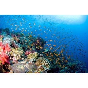 EW Dive Sukellussafari: Pohjoinen Punainen meri /Egypti. 28.11-7.12.2018.