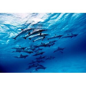 EW Dive Sukellussafari: Punainen meri, riutat etelästä pohjoiseen  /Egypti. 4.4.-11.4.2019