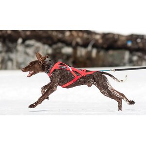 Non-stop Dogwear Combined harness -pulkkavaljas