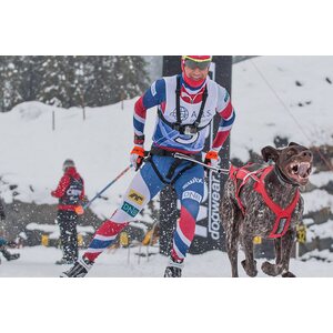 Non-stop Dogwear Combined harness -pulkkavaljas