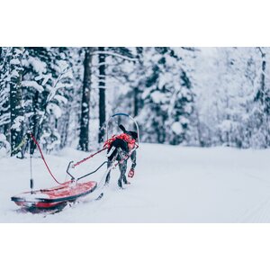 Non-stop Dogwear Combined harness -pulkkavaljas