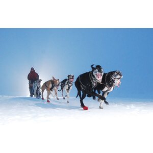 Non-stop Dogwear Nansen Nome