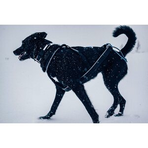 Non-stop Dogwear Polar Click Collar