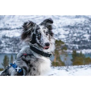 Non-stop Dogwear Polar Click Collar
