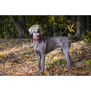Non-stop Dogwear Active panta