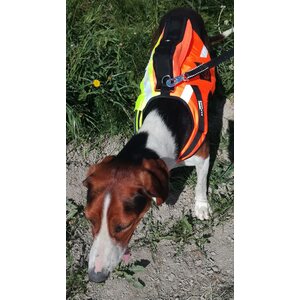 Kardog Jehu Kelluttava GPS-huomioliivi